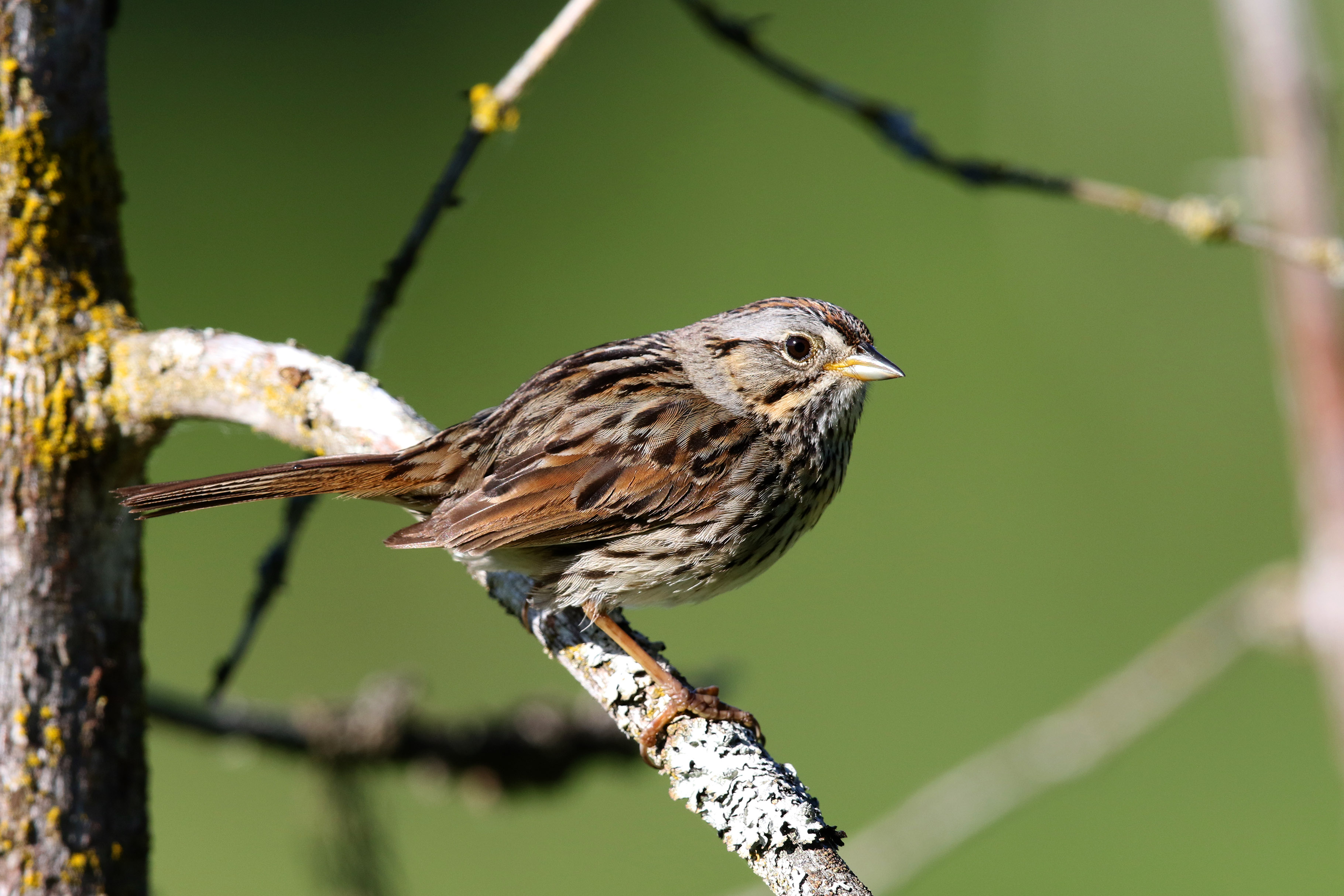 MatSu Birders A club in Alaska's beautiful MatanuskaSusitna Valley