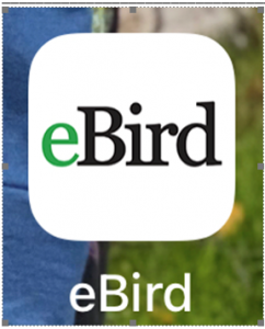 ebird logo